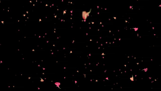 康乃馨花瓣飘落-无缝循环透明通道