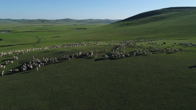 4K航拍内蒙古大草原牧羊群