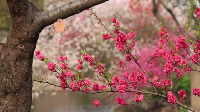 无锡蠡园桃花视频素材