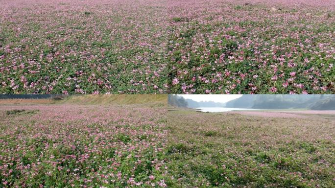 野生紫云英（草籽花）大场景延时+航拍