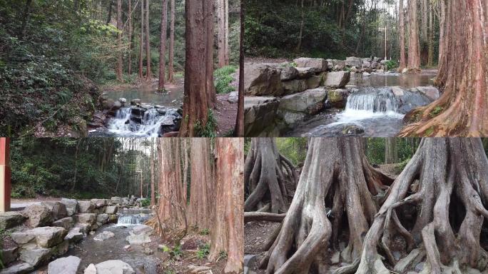 九溪溪水小溪流淌水杉