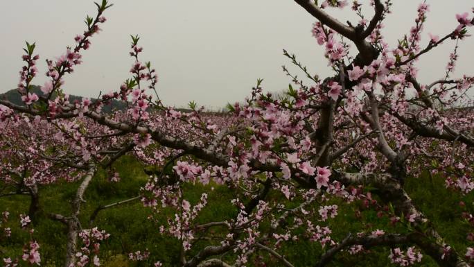 桃树林桃花