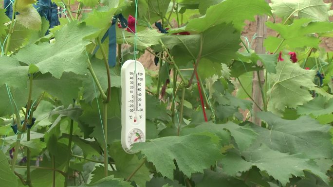温室葡萄果期温度计