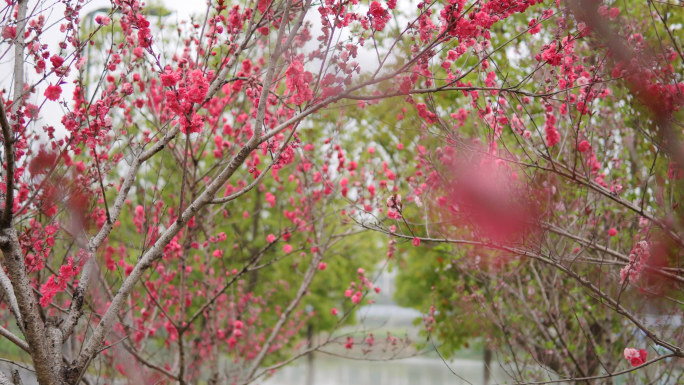 【4K】红叶碧桃花盛开、桃花林