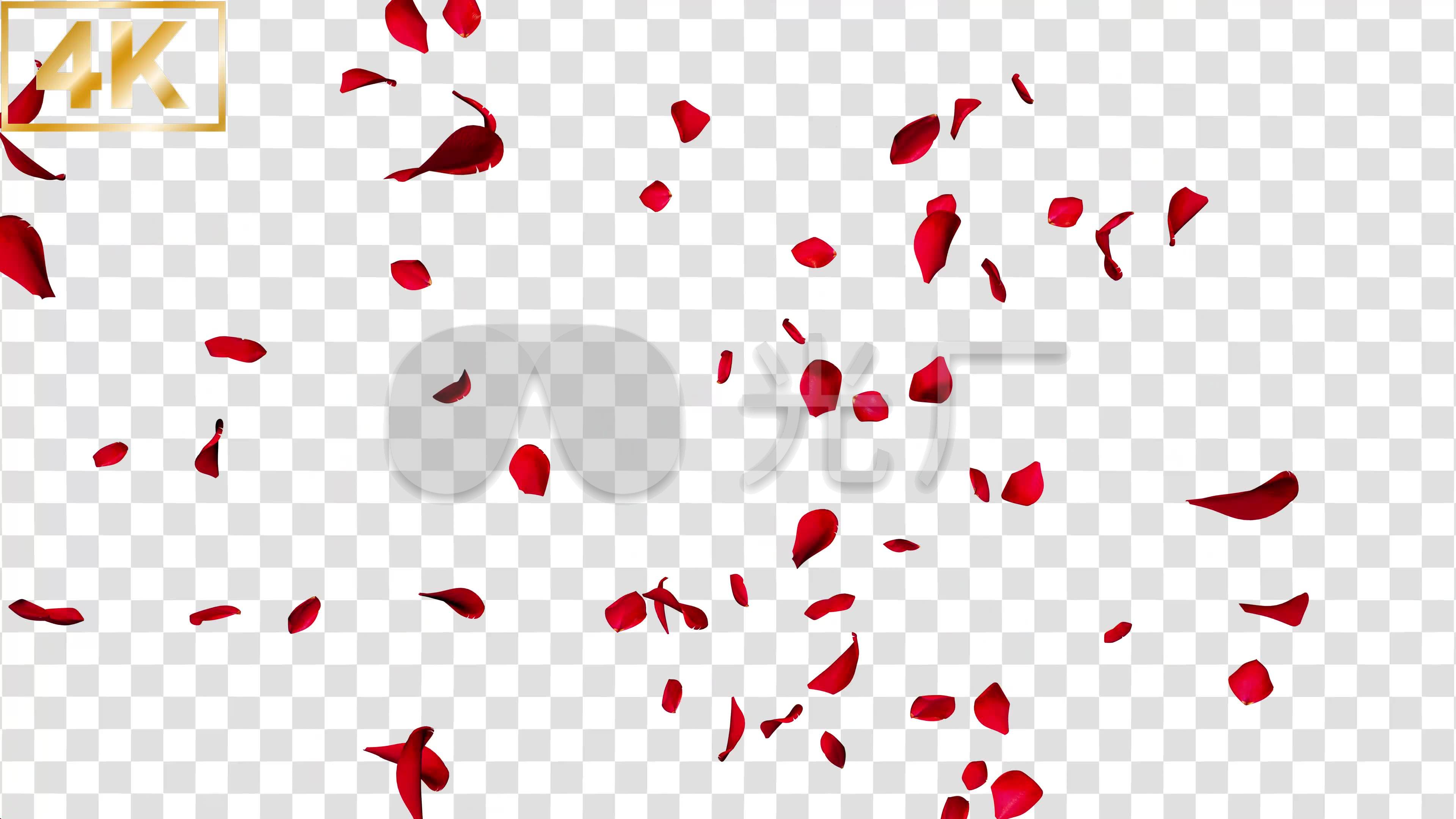 【4k】玫瑰花瓣飘落竖向-alpha通道
