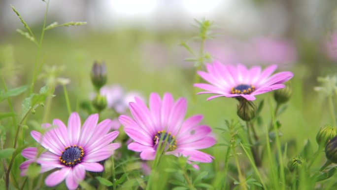 蓝目菊、大花蓝目菊