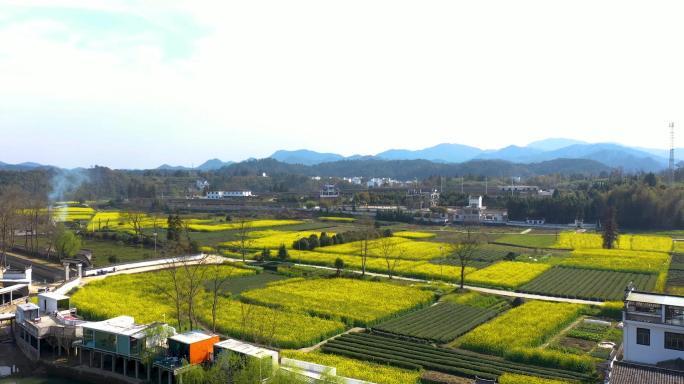 婺源航拍乡村油菜花