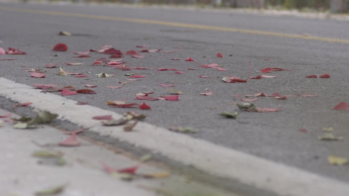 汽车路过地上飞起的枫叶