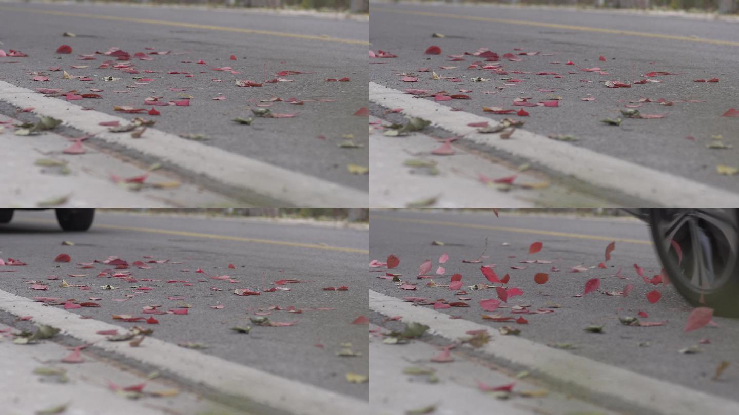 汽车路过地上飞起的枫叶