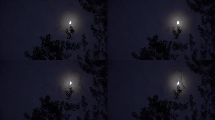 静谧的夜半月挂在枝头