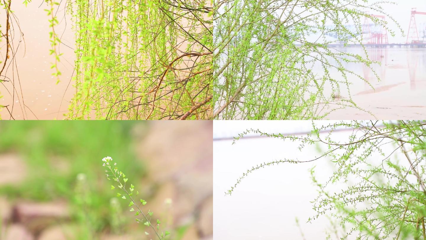 柳树柳枝花草风景