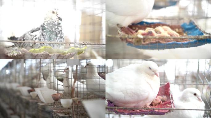 【可商用】白鸽养殖场喂食农业科学养殖