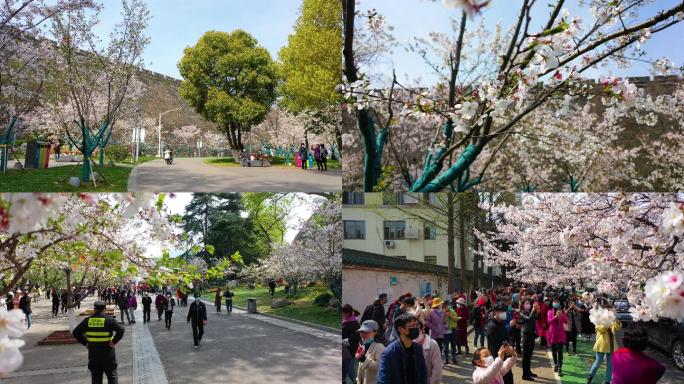 [有版权]4k南京樱花古城墙鸡鸣寺