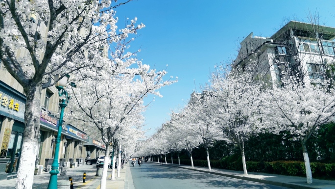 实拍春天的樱花小马路