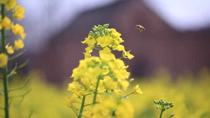 农村拍摄的超清油菜花素材