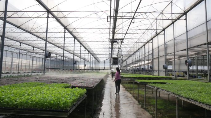蔬菜基地素材自动化灌溉蔬菜大棚