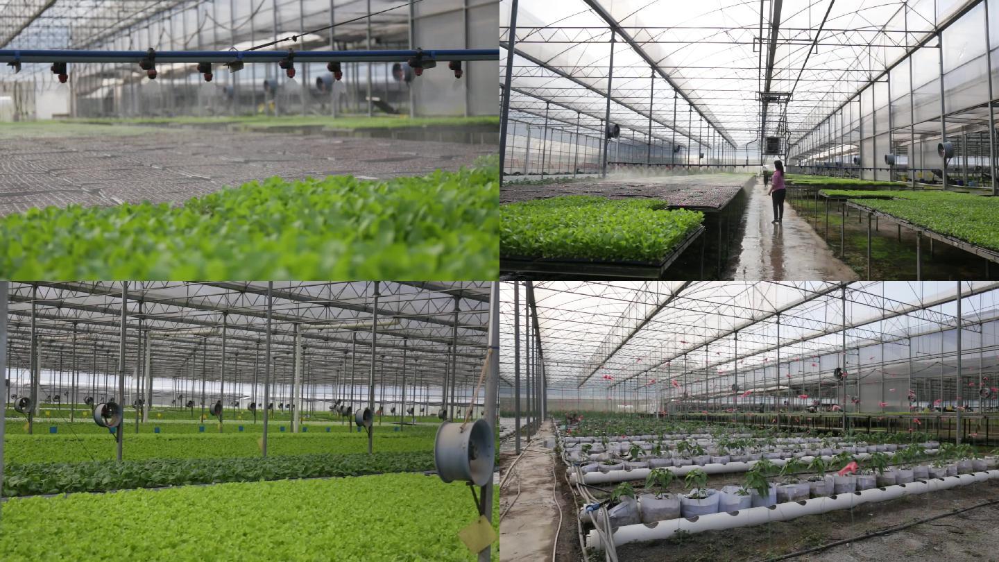 蔬菜基地素材自动化灌溉蔬菜大棚