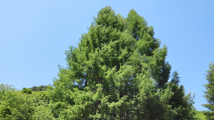 东北山林蒲公英林间耕地