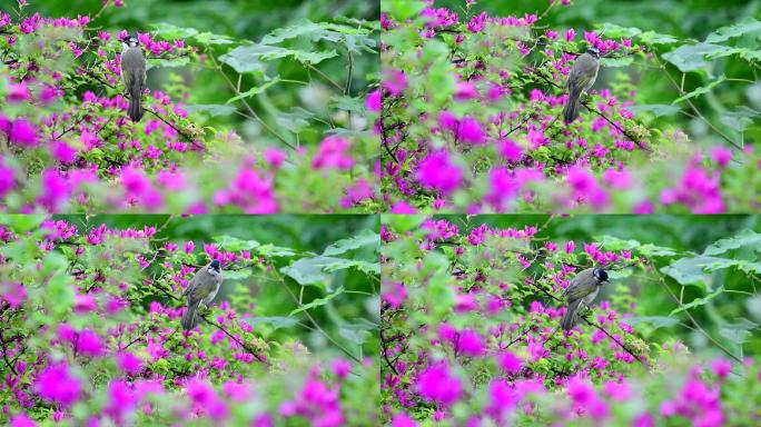 鲜花小鸟，鸟语花香真漂亮