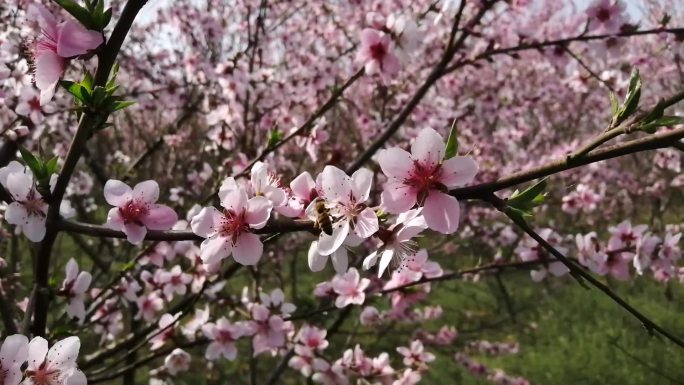 桃花大片桃花蜜蜂采蜜