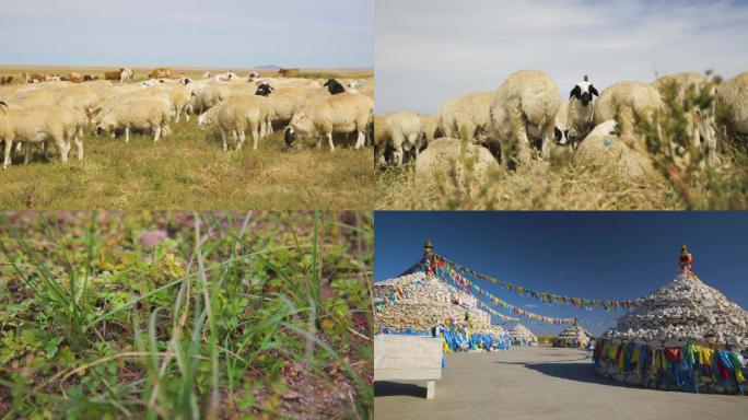 羊在溪边羊群草原吃草蒙古羊放牧羊群过