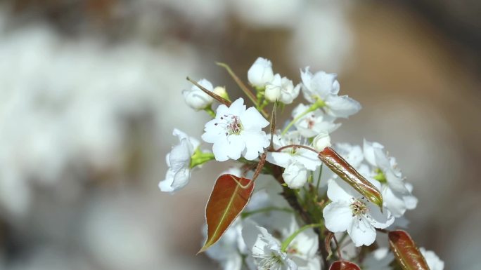 梨花