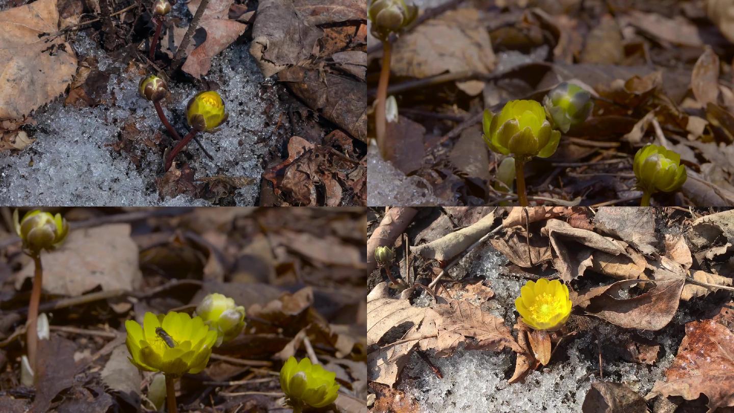 冰凌花延时摄影