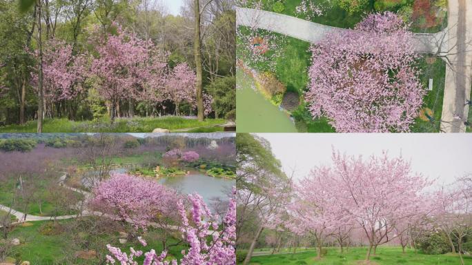2020武汉东湖樱园樱花早樱
