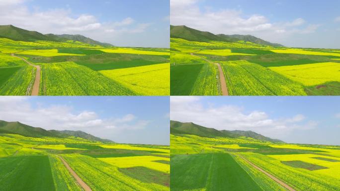 扁都口油菜花航拍