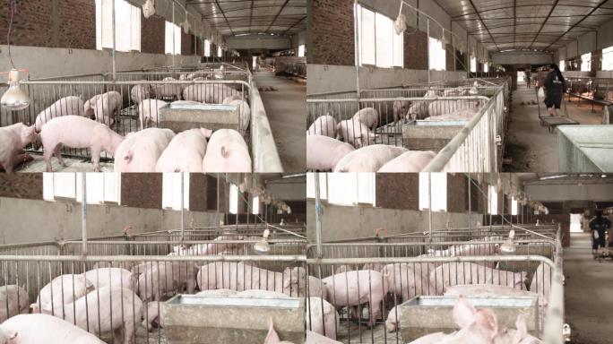 生猪猪养殖农户
