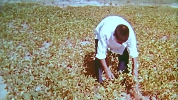 60年代中国农村西瓜种植
