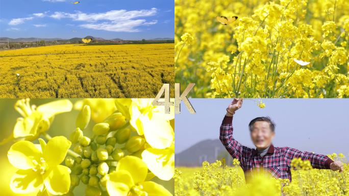 油菜花基地蝴蝶B段4K