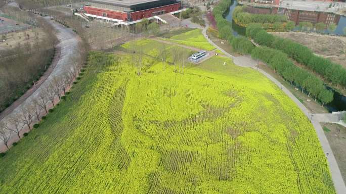 航拍疫情济南交通学院油菜花2020