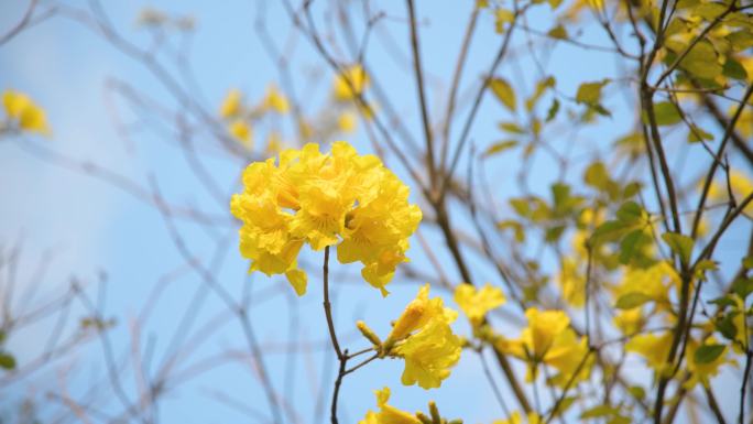 黄花风铃木盛开