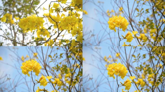 黄花风铃木盛开