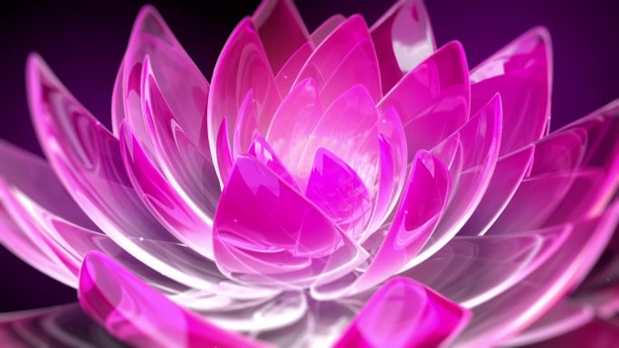 【C4D】c4d荷莲花开花动画模型带材质