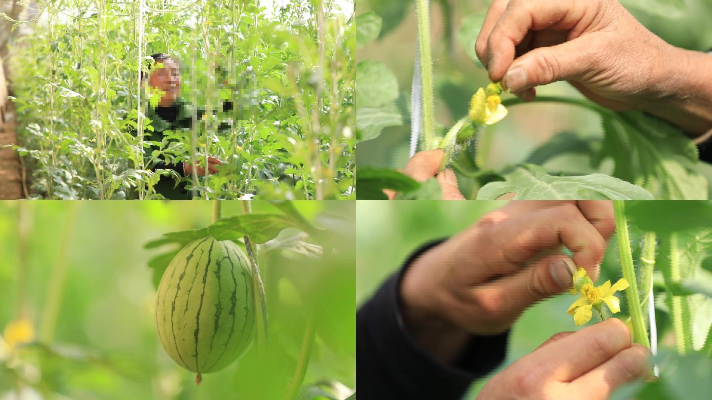 授粉 水果 大棚种植 大棚种植西瓜 西瓜吊瓜 西瓜生长 西瓜花