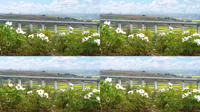 芍药花高铁