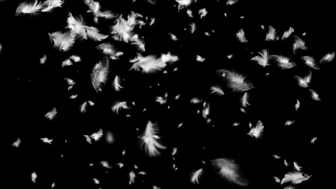 羽毛飘落-无缝循环带透明通道
