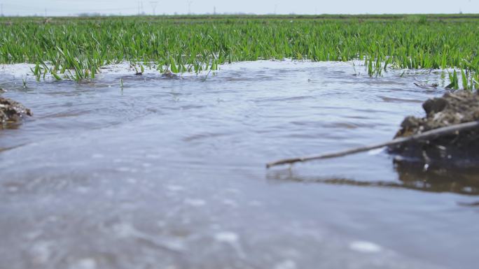 【原创】麦地浇水灌溉