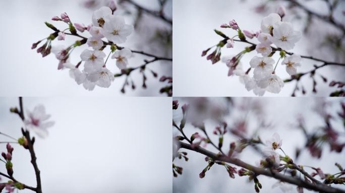 6K拍摄樱花盛开
