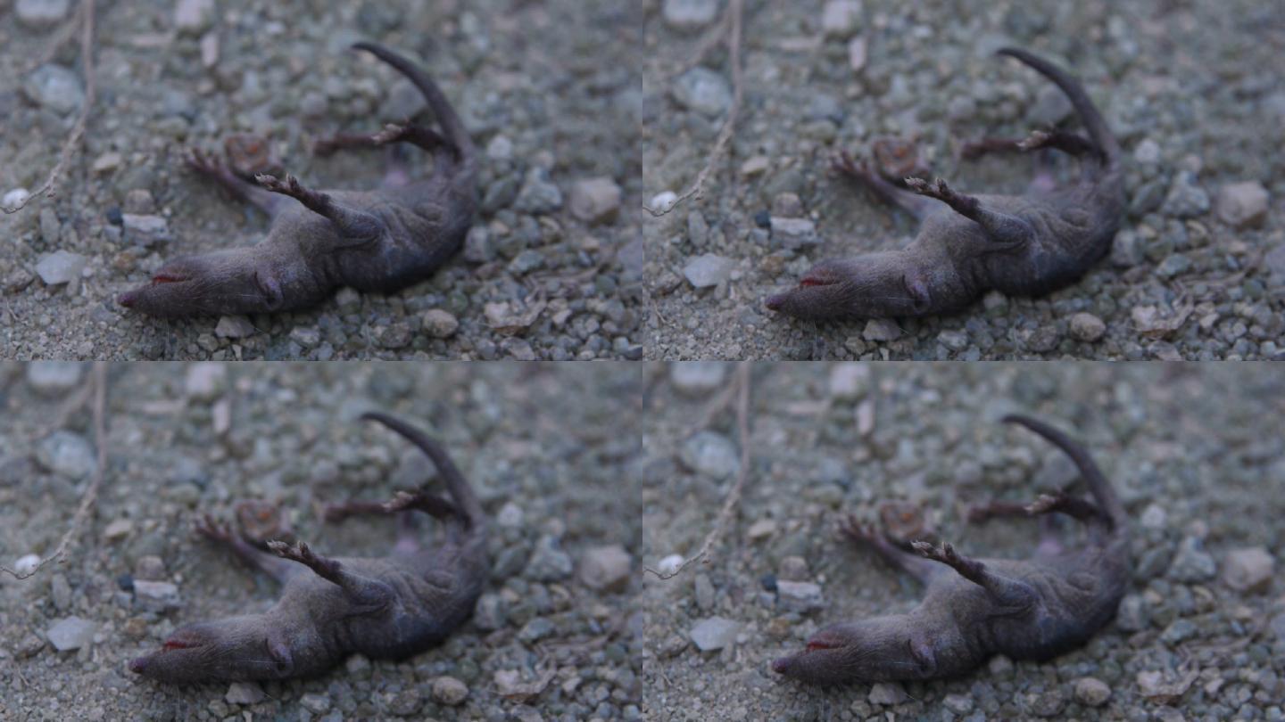 老鼠幼崽_1