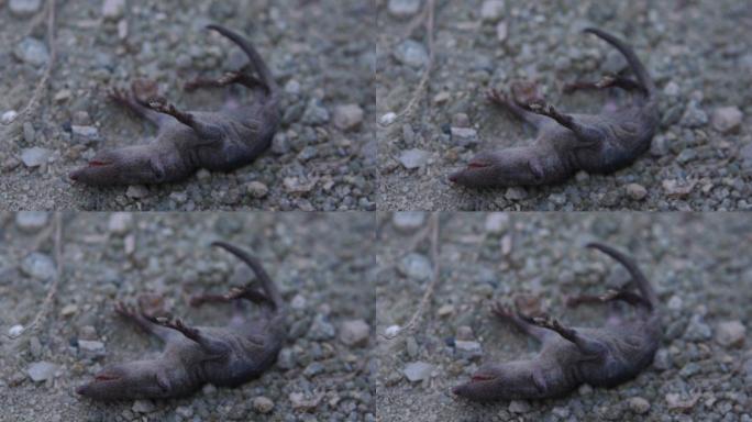 老鼠幼崽_1