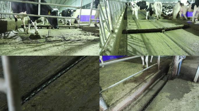 奶牛养殖场刮粪板