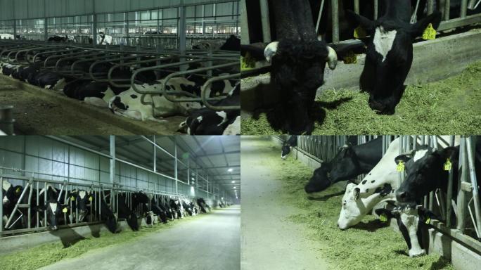 现代化奶牛养殖场