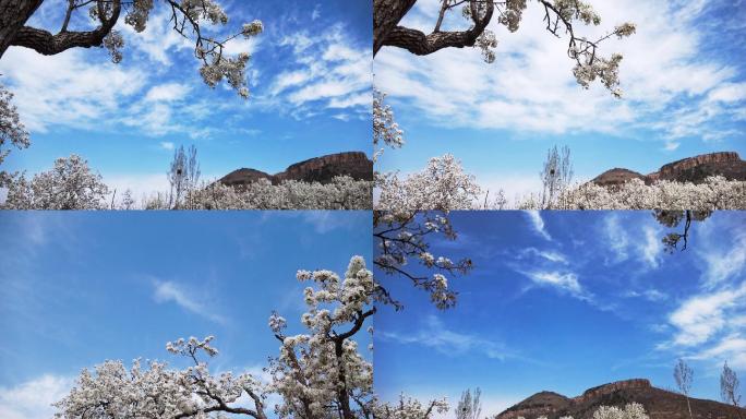 一组梨花树下的云彩延时