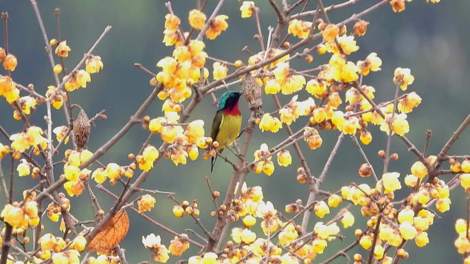 红梅花，腊梅花，小鸟吃花蜜