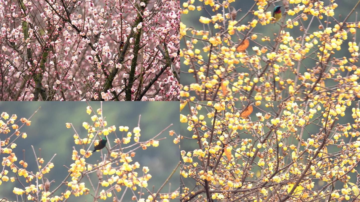 红梅花，腊梅花，小鸟吃花蜜