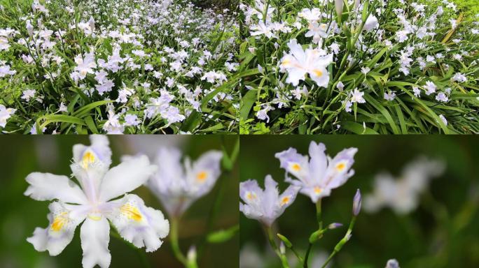 蝴蝶花素材