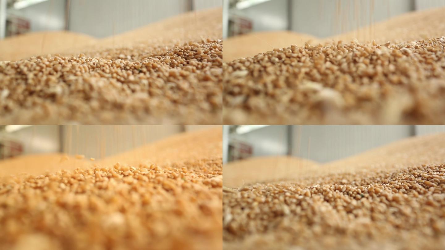 农业-撒小麦麦粒麦子
